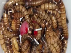 A pervertslut imprisoned in a brutal and intense fetish movie scenario is made to feel bugs all over her face.